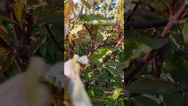 ДЕРЕН КЕСЕЛИРИНГИ #дерен #живаяизгородь #кустарник смотреть онлайн