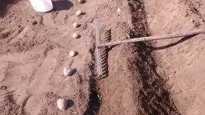 Как посадить картошку в "гребни". Ручной способ.