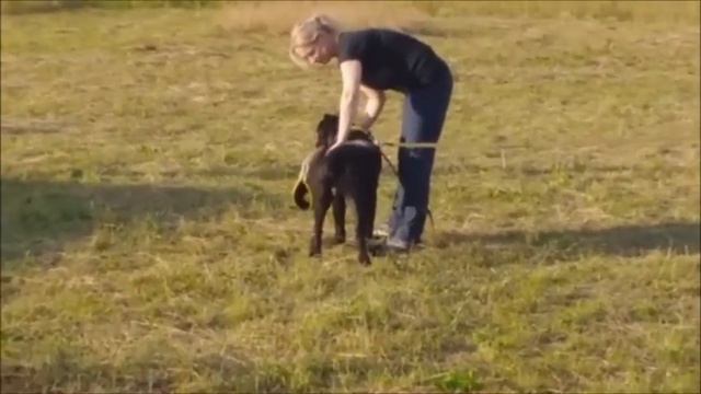 АЮ Стивен Тайлер смотреть онлайн