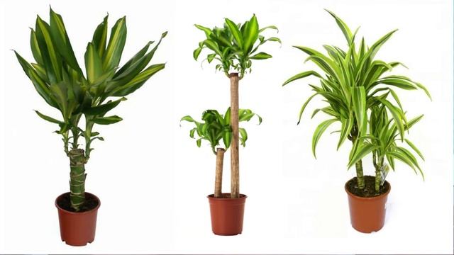 Юкка и драцена: в чем отличия смотреть онлайн