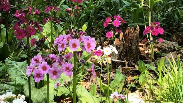 Japanese Primroses смотреть онлайн