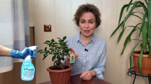 БОНСАЙ ФИКУС МИКРОКАРПА