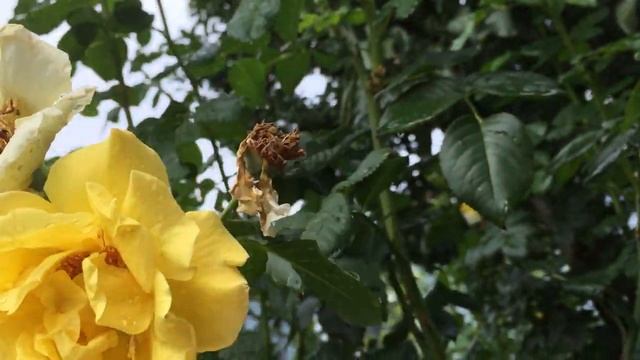 Роза Голден Шауэрс Golden Showers Вторая волна цветения. Наконец-то дождик!