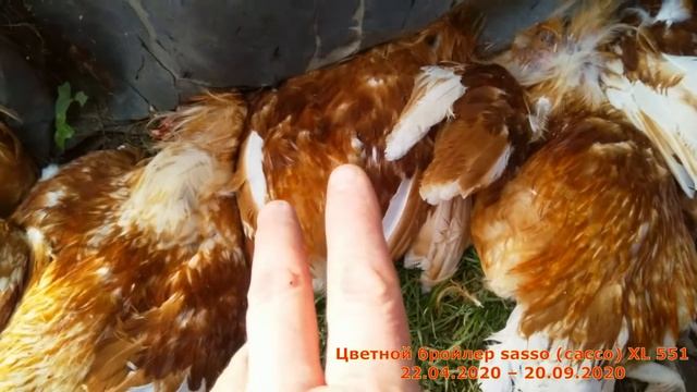 Цветной бройлер sasso (сассо) XL 551 / Часть 1 /....22.04.2020 – 20.09.2020 смотреть онлайн