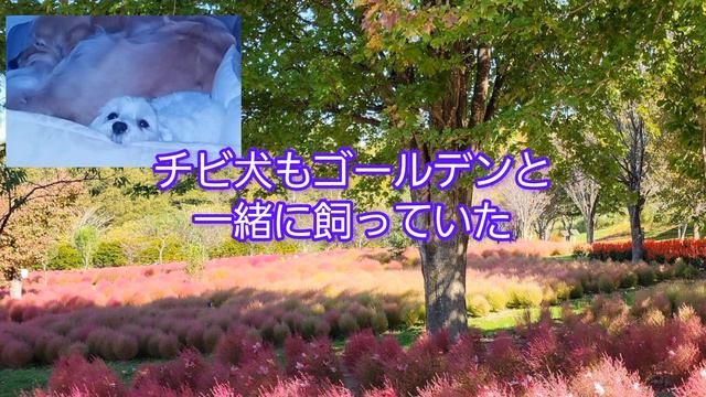 奏楽音の見えない世界のお話#22～飼っていた犬と今飼っている猫との不思議なお話 смотреть онлайн