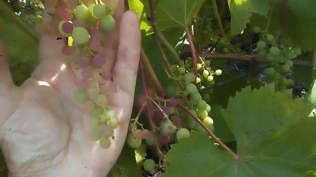 О́КРАШИВАНИЕ ЯГОД ВИНОГРАДА У НАС В ТУЛЕ 31ИЮЛЯ2021. смотреть онлайн