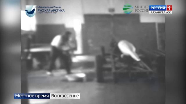 В Арктике обнаружили Антарктиду — на кадрах старой киноплёнки смотреть онлайн