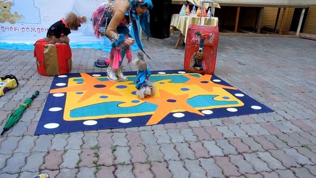 Смешные Собачки на сцене / Собачье шоу на детском дне рождения смотреть онлайн