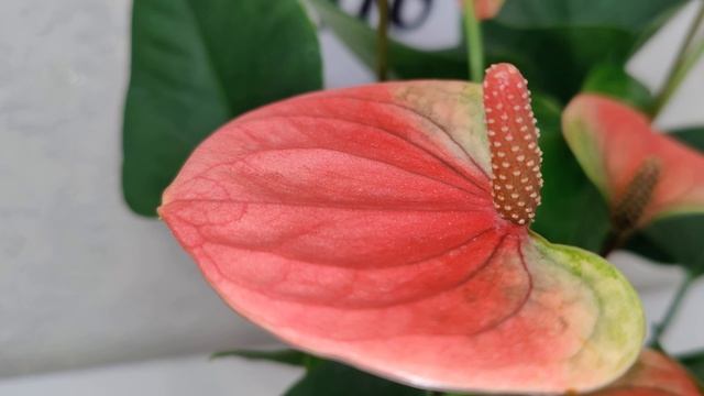 Антуриум Свит Дрим _ Anthurium Sweet Dream диаметр горшка 12 см, высота около 40 см.