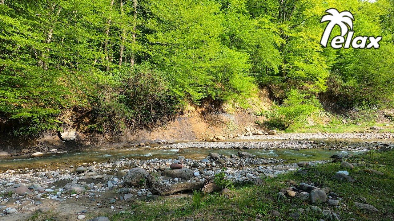 The sound of a Mountain River and the Singing of a Blackbird смотреть онлайн