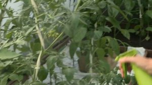 Биогумус - универсальная подкормка для растений