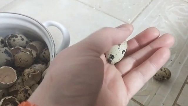 Миф об инкубационном яйце // Какие яйца можно закладывать в инкубатор смотреть онлайн