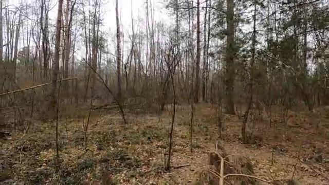 Дачный участок на краю леса. Обзор участка площадью 20 соток. Дача возле леса. смотреть онлайн