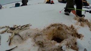 СУПЕР КЛЕВ. Навага прёт. Рыбалка на Белом море. Часть 2.