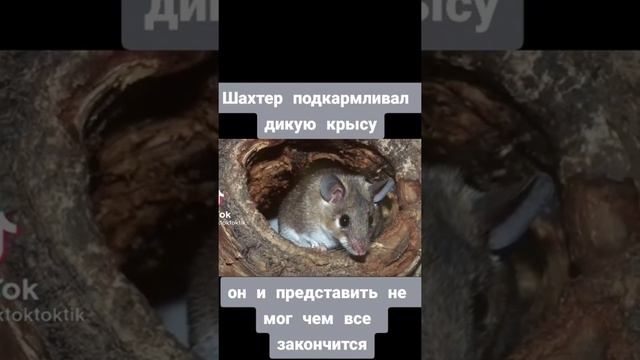 Крыса спасла жизнь шахтёрам смотреть онлайн