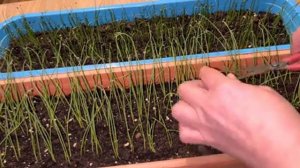 Рассада лук эксибишен, лук порей. Первая стрижка лука эксибишен.2022