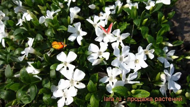 Барвинок малый Гертруда Джекил (vinca minor) ? обзор: как сажать, рассада барвинка Гертруда Джекил смотреть онлайн