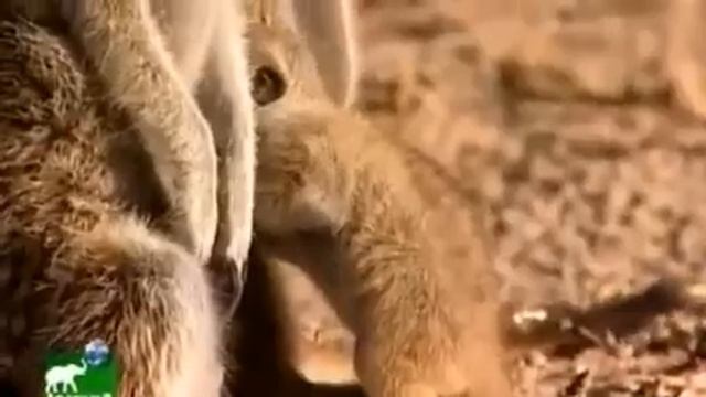 Meerkat Manor: (S01-Ep1) "A Family Affair". смотреть онлайн