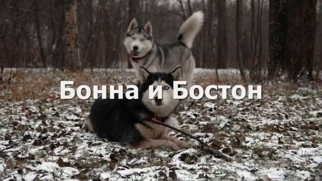 Бонна и Бостон. Любимые хаски. смотреть онлайн