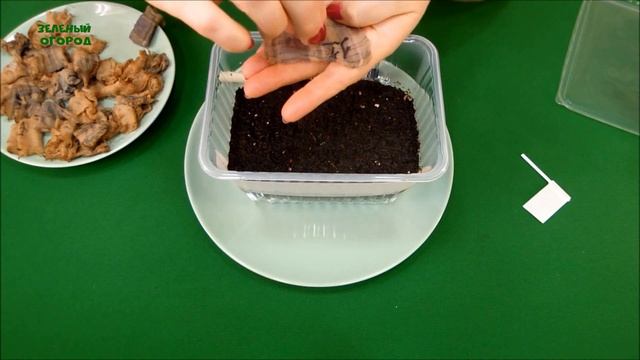 ПОСЕВ ВЫСОКОРОСЛЫХ ТОМАТОВ. БЫСТРО И ОЧЕНЬ ПРОСТО! СОВЕТЫ от ЗЕЛЕНОГО ОГОРОДА! смотреть онлайн