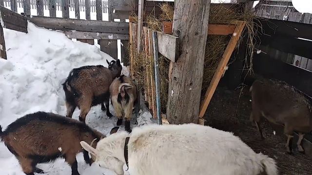 Пристроила козу. Индейка наседка. Гвоздь всему голова. // Юлия Артуровна