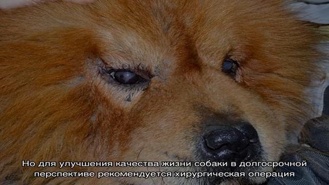 Почему у собаки могут быть красные белки глаз смотреть онлайн