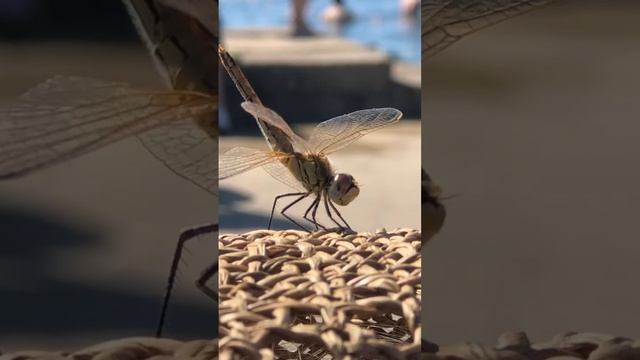 Стрекозы фото. #стрекоза #насекомые #пришельцы смотреть онлайн