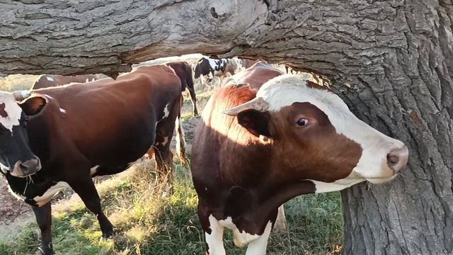 Лесная флейта и стадо коров смотреть онлайн