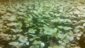 Чёрная ножка (корневая гниль) на рассады огірка