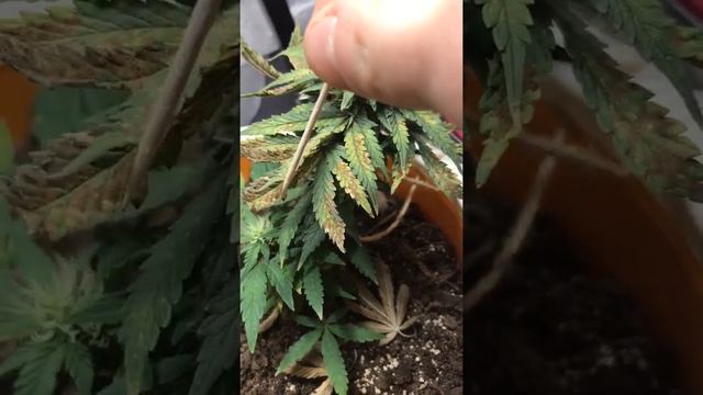 Очень близко свет подсыхают листья растишек, но можно спасти--чуть больше полив минимум удобпений смотреть онлайн