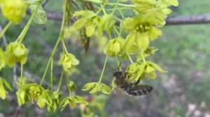 Апрель. Медонос клён остролистный