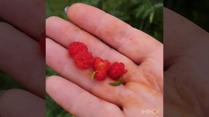 Шпинат земляничный .?Что это и с чем его едят ? Экзотика в саду !