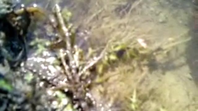 Какая-то хрень в воде!) смотреть онлайн