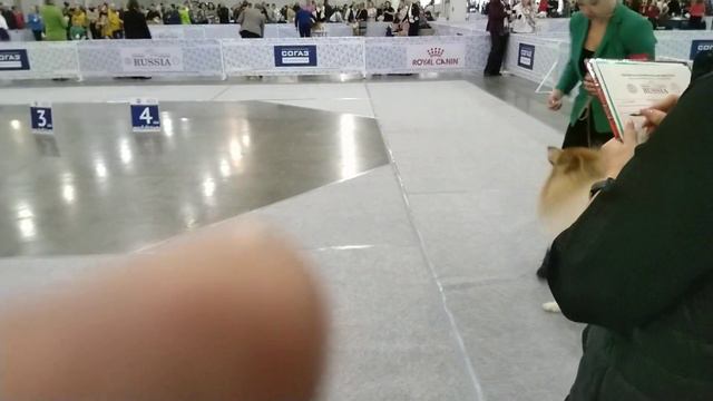 Выставка РОССИЯ 2019 колли д/ш Класс Ветераны(кобели) смотреть онлайн