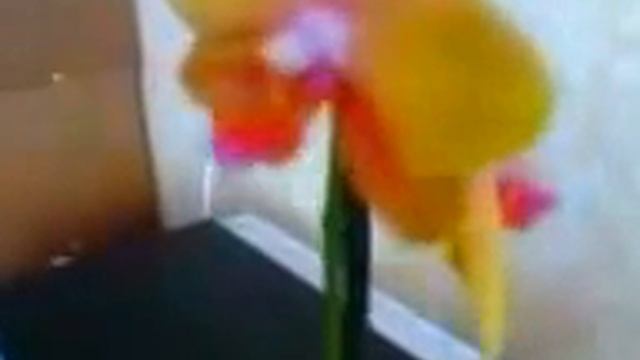 Орхидея синяя отцвела и на замену ЖЕЛТО-ОРАНЖЕВО СИРЕНЕВО-пятнистая. 23.03.16. смотреть онлайн