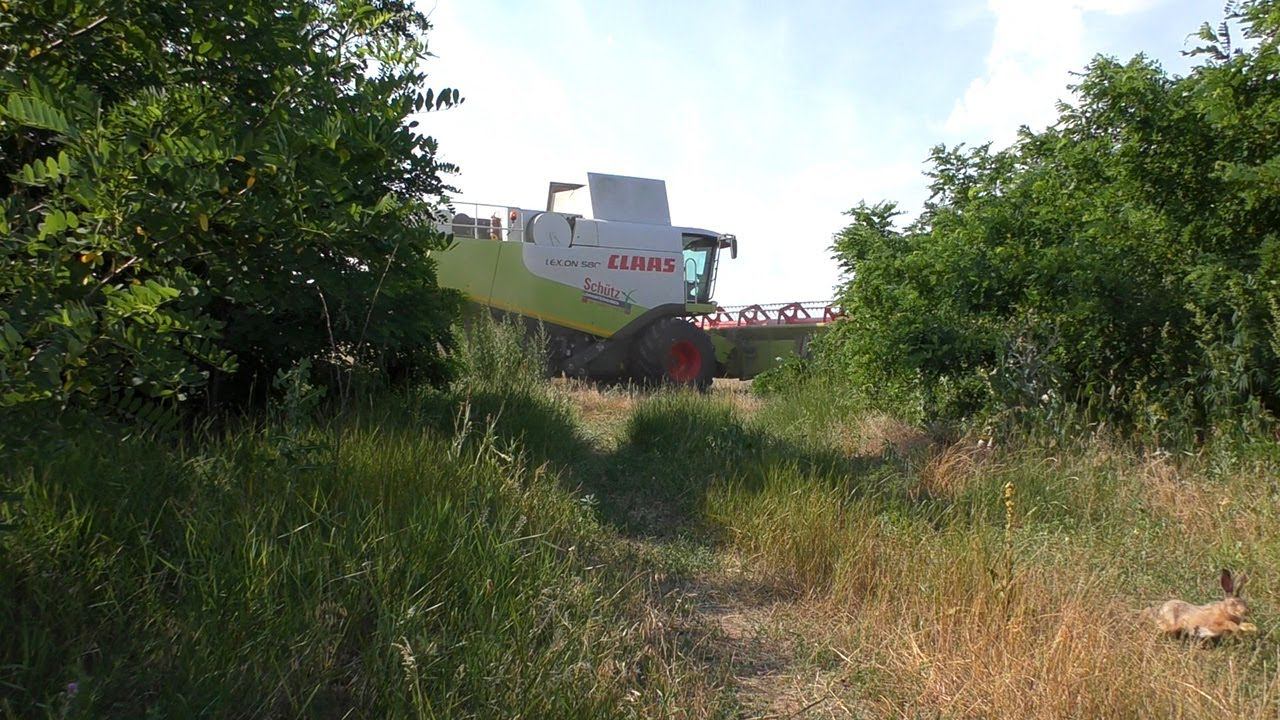 Куропатки и Зайцы спасаются бегством из под ножей комбайна смотреть онлайн