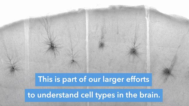 Synaptic Physiology | Allen Institute for Brain Science смотреть онлайн