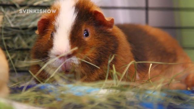 Хранение Вещей Морских Свинок / Прогулки по Квартире / Свинки Шоу / SvinkiShow