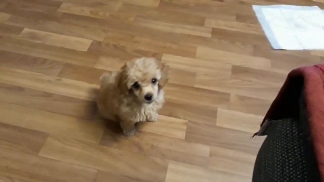 Учебник по Развитию Творческих Способностей