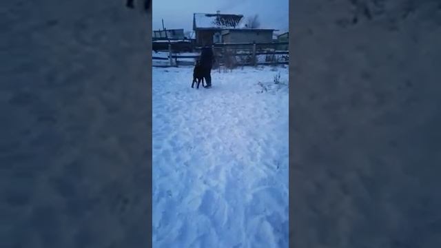 наш выпускник Аз Марал Любим 10 мес проживает в Благовещенске ) и шлет привет 🤩 смотреть онлайн