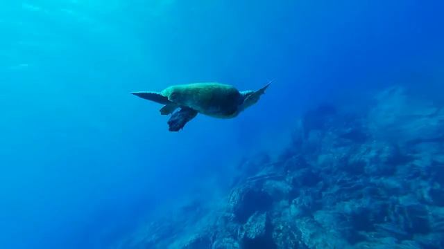 Морская черепаха смотреть онлайн