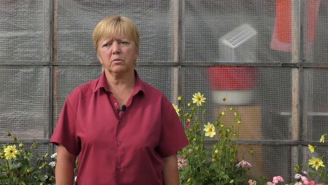 Уход за перцами, огурцами и томатами в августе смотреть онлайн