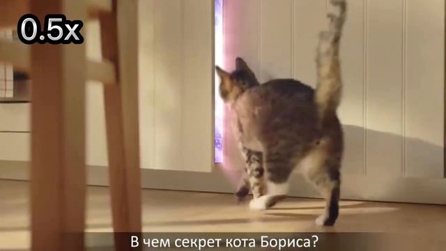 KiteKat (на разных скоростях) смотреть онлайн