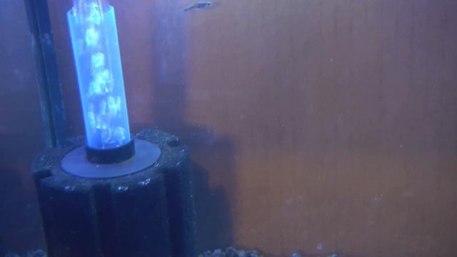 WILD Guppy Fish Breeding For Profit - All My Wild Collected Guppies ! смотреть онлайн