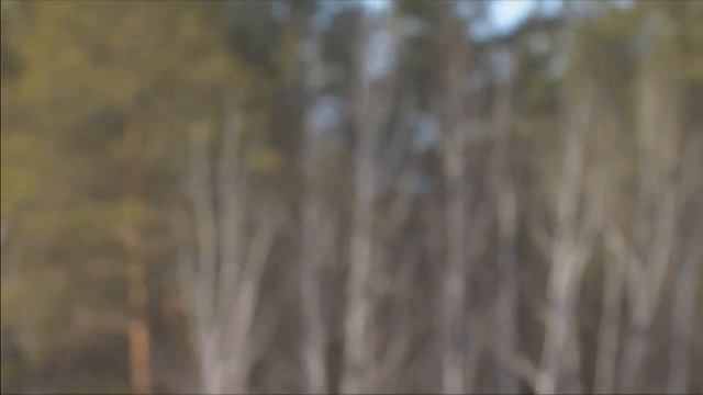 ◄ЛМ► Мужской мегамасс-старт Приза губернатора Тюменской области по биатлону смотреть онлайн