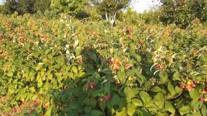 Немного о ремонтантной малине  ремонтантная малина.