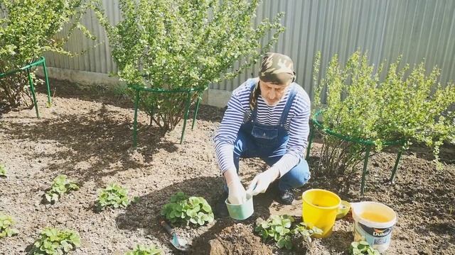 Посадка земляники и клубники. смотреть онлайн