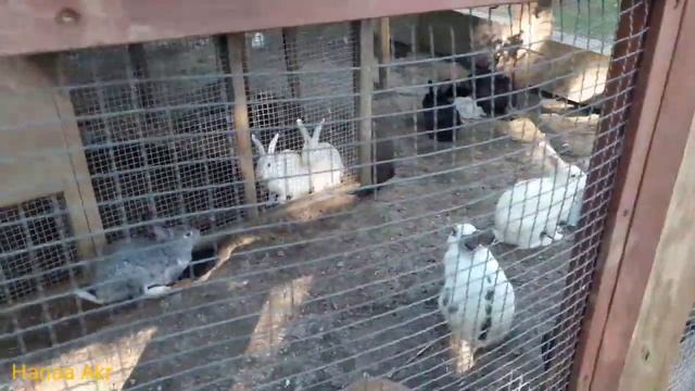 Ihlamur parki, Ihlamur kasri, Istanbul, Turkey__ پارک ایهلامور، کاخ ایهلامور در استانبول، ترکیه смотреть онлайн