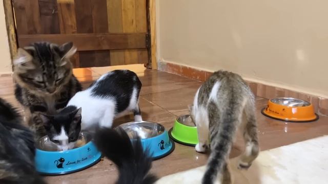 Indigenous kittens and rescued kittens become friends by eating together смотреть онлайн
