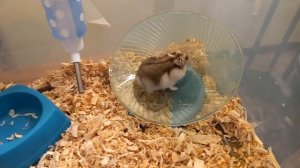 ПОКАЗЫВАЕМ КАК ДРЕССИРОВАТЬ ХОМЯКА ДОМА